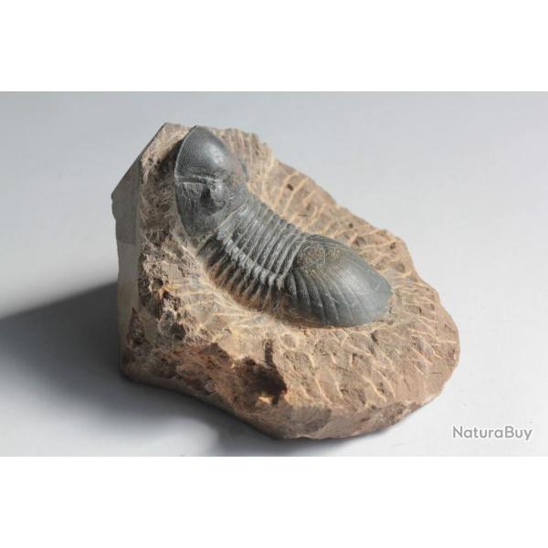Fossile Trilobite Paralejurus Maroc