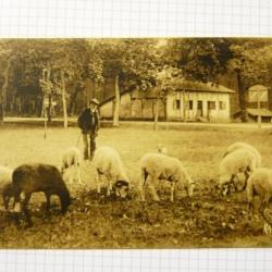 CPA RAMUNTCHO Paysage Landais élevage Moutons Berger Carte Postale