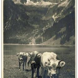 CP Tirol Agriculture Troupeau de vaches Alpages Montagne Rare