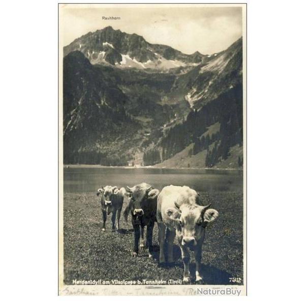 CP Tirol Agriculture Troupeau de vaches Alpages Montagne Rare