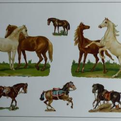Images chromos gaufrés découpés chevaux équitation 1890