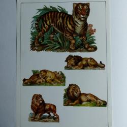 Images chromos gaufrés découpés félins tigre lion 1890