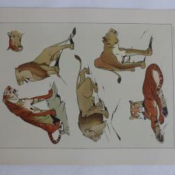 Estampe Etudes d'animaux ROLPH Félins Art nouveau