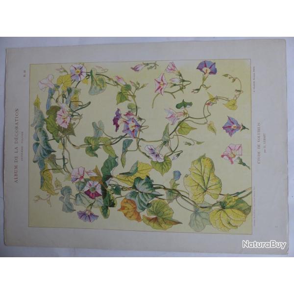 Estampe Etude de Volubilis G. LEBART Art nouveau