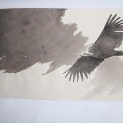 Dessin &agrave; l'encre Maxime PASTORE  Vautour moine