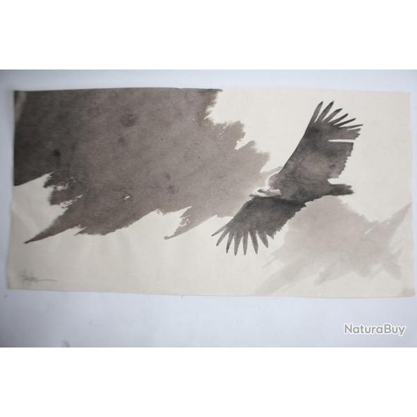 Dessin � l'encre Maxime PASTORE  Vautour moine