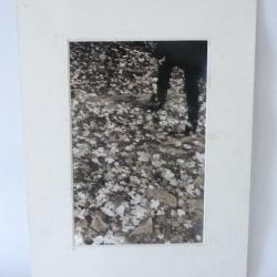 Photo d'Art  Pas d'Automne  Jose Vital Anselmo 2000