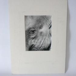 Photo d'Art  Elephant  Nicolle Jamin 2000