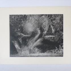 Photo d'Art  L'Arbre  Claude Plessier