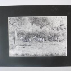 Photo d'Art  Les 3 Zébrés  Maurice Dupont 2000