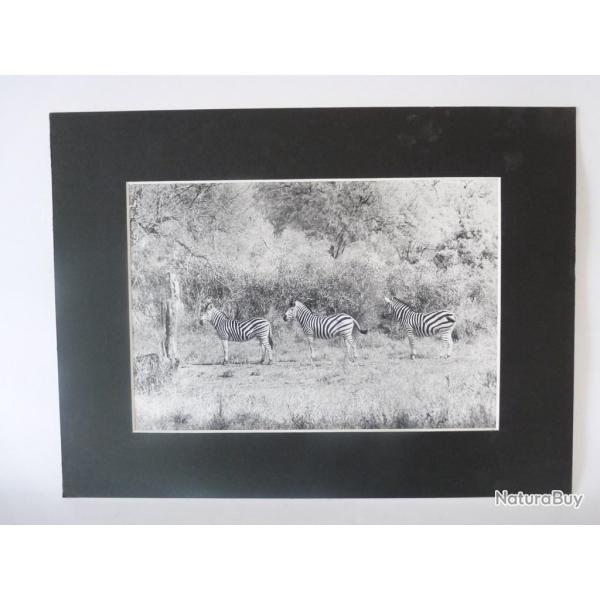 Photo d'Art  Les 3 Z�br�s  Maurice Dupont 2000