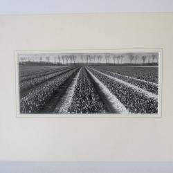 Photo d'Art  Les Tulipes  Dominique Breuillet1998