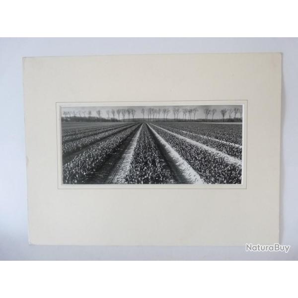 Photo d'Art  Les Tulipes  Dominique Breuillet1998