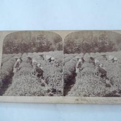 Photos stéréo Cueillette du thé de Uji - Kyoto Japan