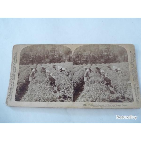 Photos st�r�o Cueillette du th� de Uji - Kyoto Japan