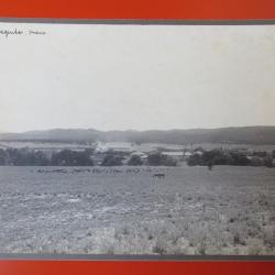 Photo Société Française d'Exploitations Forestières Oran Algérie 1913