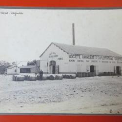 Photo Société Française d'Exploitations Forestières Oran Algérie 1913