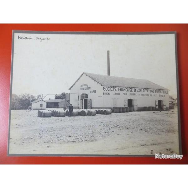 Photo Soci�t� Fran�aise d'Exploitations Foresti�res Oran Alg�rie 1913