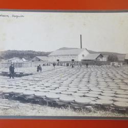 Photo Société Française d'Exploitations Forestières Oran Algérie 1913