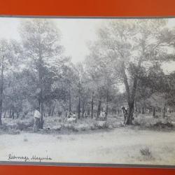 Photo Société Française d'Exploitations Forestières Oran Algérie 1913