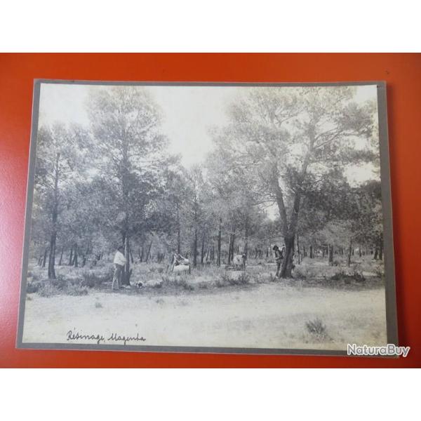 Photo Soci�t� Fran�aise d'Exploitations Foresti�res Oran Alg�rie 1913