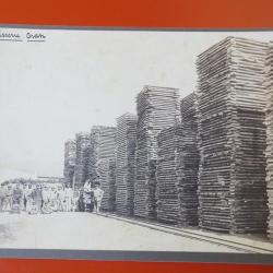 Photo Société Française d'Exploitations Forestières Oran Algérie 1913