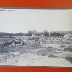 Photo Société Française d'Exploitations Forestières Oran Algérie 1913