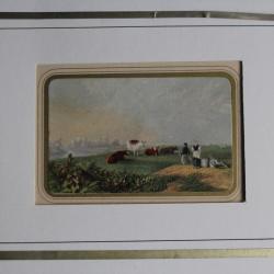 Ancienne gravure couleurs Vaches au champ