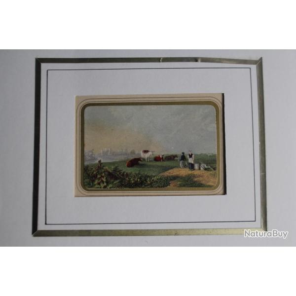 Ancienne gravure couleurs Vaches au champ