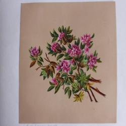 Peinture gouache Rhododendrons A. W. XIXe siècle fleurs botanique