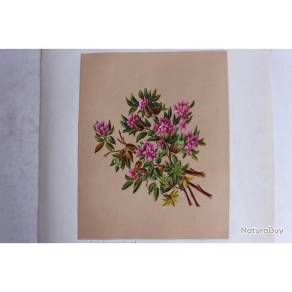 Peinture gouache Rhododendrons A. W. XIXe si�cle fleurs botanique