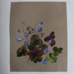 Peinture gouache Hépatiques A. W. XIXe siècle fleurs botanique