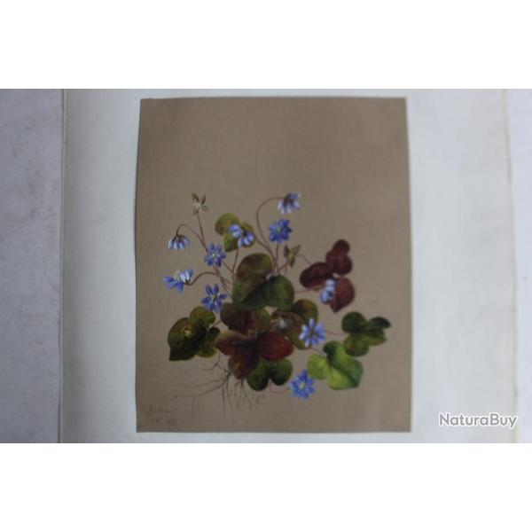 Peinture gouache H�patiques A. W. XIXe si�cle fleurs botanique