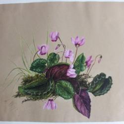 Peinture gouache Cyclamen A. W. XIXe siècle fleurs botanique
