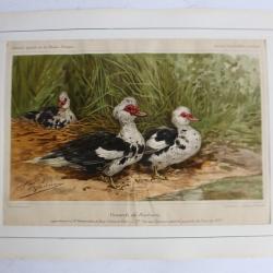 Gravure Canards de Barbarie Journal agriculture
