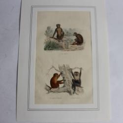 Gravure Primates singes TRAVIES Histoire naturelle BUFFON