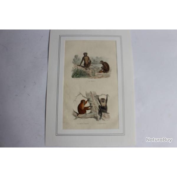 Gravure Primates singes TRAVIES Histoire naturelle BUFFON