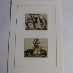 Gravure Singes primates Schmuzer Histoire naturelle BUFFON
