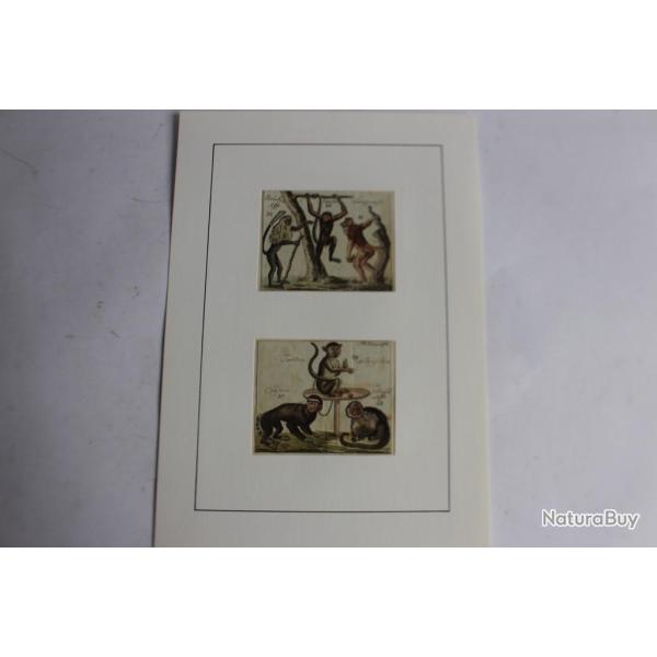 Gravure Singes primates Schmuzer Histoire naturelle BUFFON