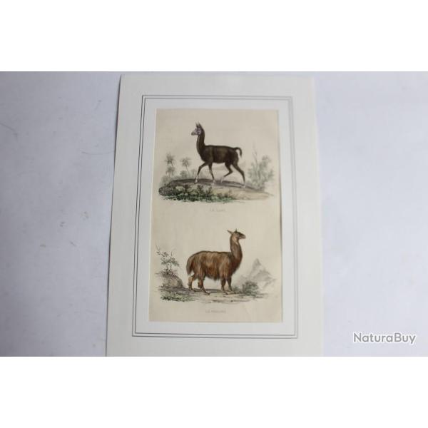 Gravure Lama TRAVIES Histoire naturelle BUFFON