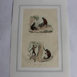 Gravure Macaques TRAVIES Histoire naturelle BUFFON