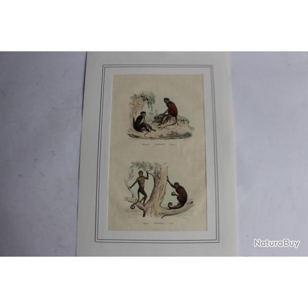 Gravure Macaques TRAVIES Histoire naturelle BUFFON