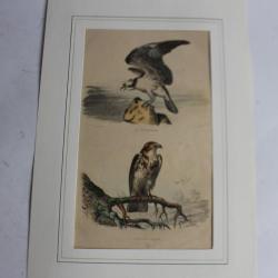 Gravure Rapaces TRAVIES Histoire naturelle BUFFON