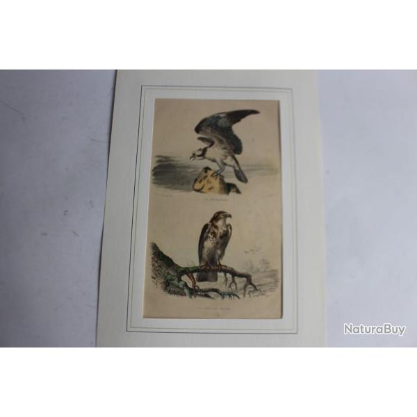 Gravure Rapaces TRAVIES Histoire naturelle BUFFON