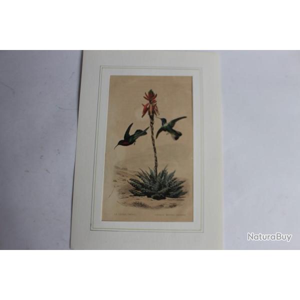 Gravure oiseaux Colibri TRAVIES Histoire naturelle BUFFON