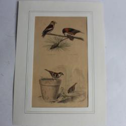 Gravure oiseaux Moineaux TRAVIES Histoire naturelle BUFFON