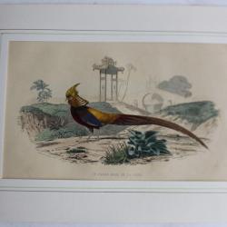 Gravure Faisan doré TRAVIES Histoire naturelle BUFFON