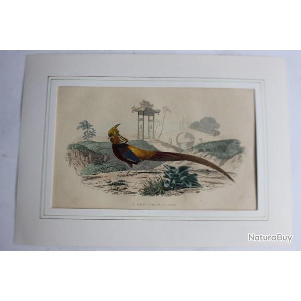 Gravure Faisan dor TRAVIES Histoire naturelle BUFFON