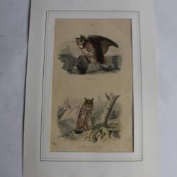 Gravure Grand Duc Hibou TRAVIES Histoire naturelle BUFFON