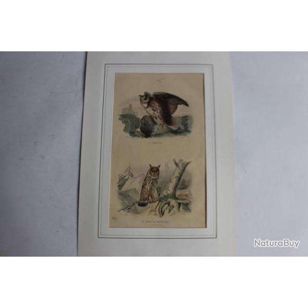 Gravure Grand Duc Hibou TRAVIES Histoire naturelle BUFFON